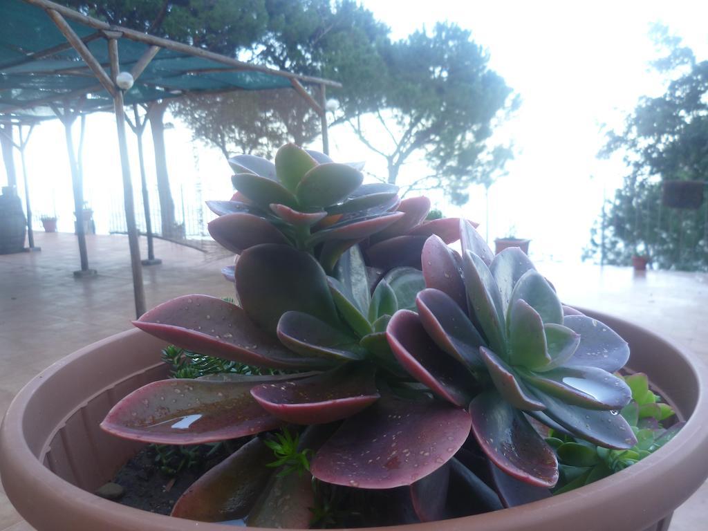 Alba Tra I Pini B&B Cefalù Buitenkant foto